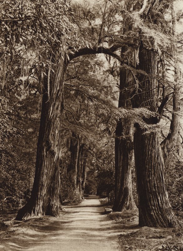 Meksyk: stolica Mejico, park Chapultepec, Alameda de los Filosofos (zdjęcie czarno-białe) autorstwa Hugo Brehme