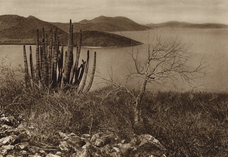 Meksyk: w pobliżu wybrzeża Baja California (zdjęcie czarno-białe) autorstwa Hugo Brehme