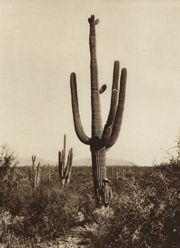 Meksyk: "Cereus giganteus" w okolicach Magdalena, stan Sonora (zdjęcie czarno-białe) autorstwa Hugo Brehme