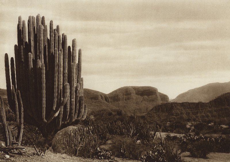 Meksyk: Cuicatian, "Cereus candelabrum" (zdjęcie czarno-białe) autorstwa Hugo Brehme