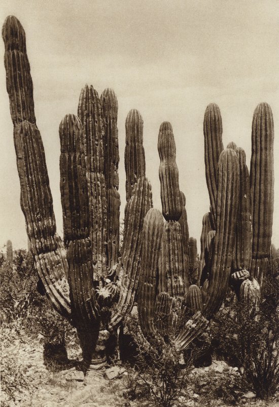 Meksyk: Guaymas, "Cereus Pringlei", Estado Sonora (zdjęcie czarno-białe) autorstwa Hugo Brehme