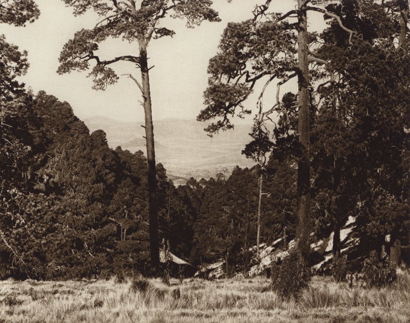 Meksyk: Dzika panorama u podnóża Pico de Orizaba (zdjęcie czarno-białe) autorstwa Hugo Brehme