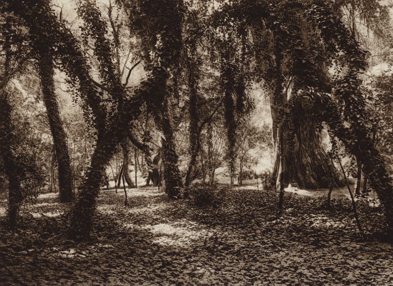 Meksyk: Idylliczne miejsce w parku Chapultepec (zdjęcie czarno-białe) autorstwa Hugo Brehme