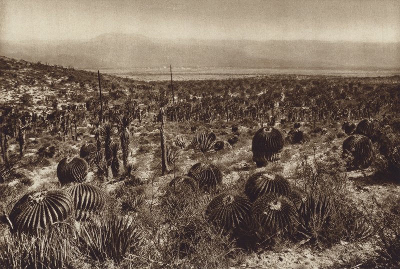 Meksyk: Sierra de Tehuacan, W przedniej części "Echinocactus grandis" (zdjęcie czarno-białe) autorstwa Hugo Brehme