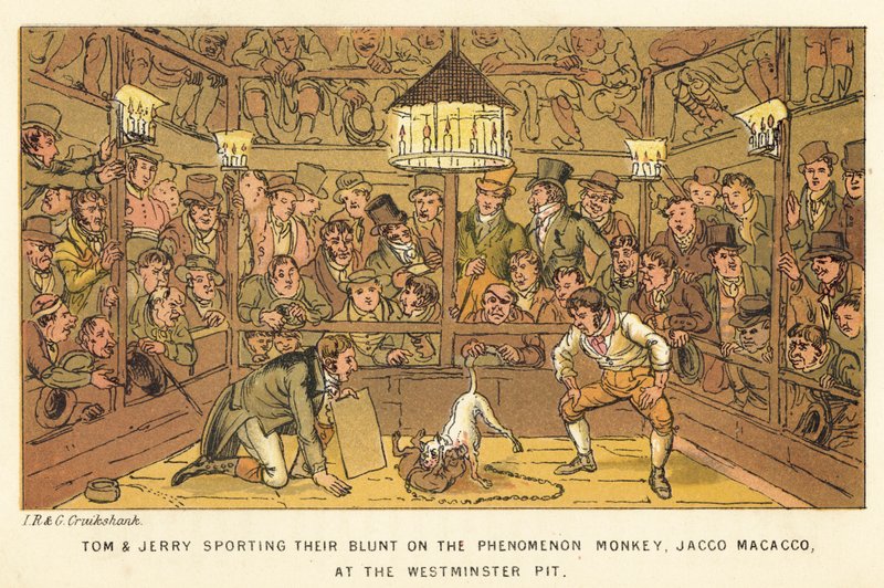 Tom i Jerry noszą tępe na Zjawisku Małpy, Jacco Macacco, w Westminster Pit autorstwa Isaac, Robert and George Cruikshank