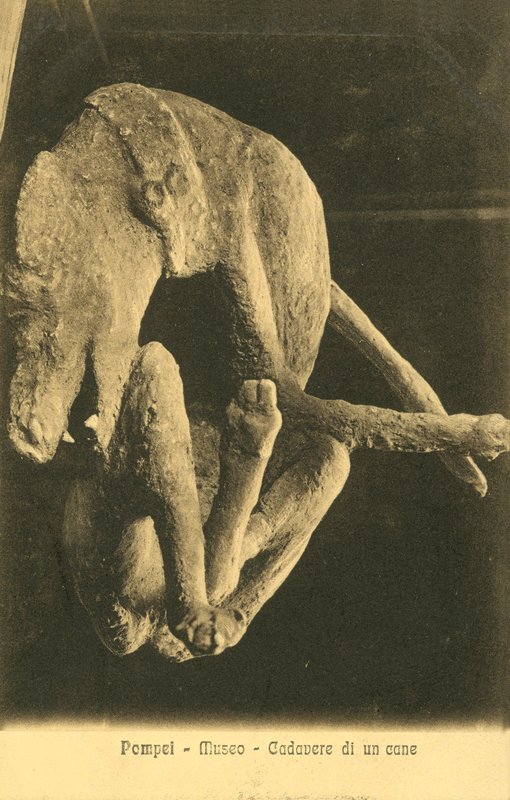 Pompeje, Muzeum, Zwłoki psa autorstwa Italian Photographer