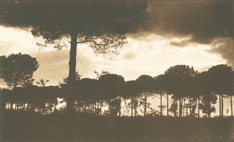 Rawenna, La Pineta di Classe (zdjęcie czarno-białe) autorstwa Italian Photographer