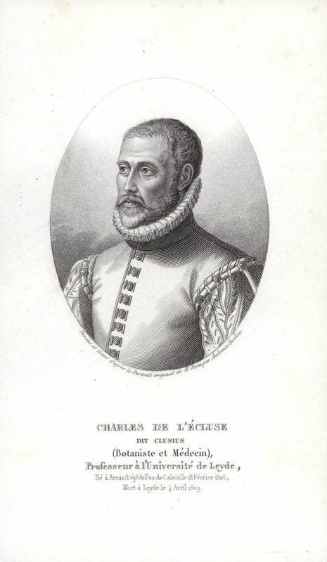 Carolus Clusius autorstwa Italian School