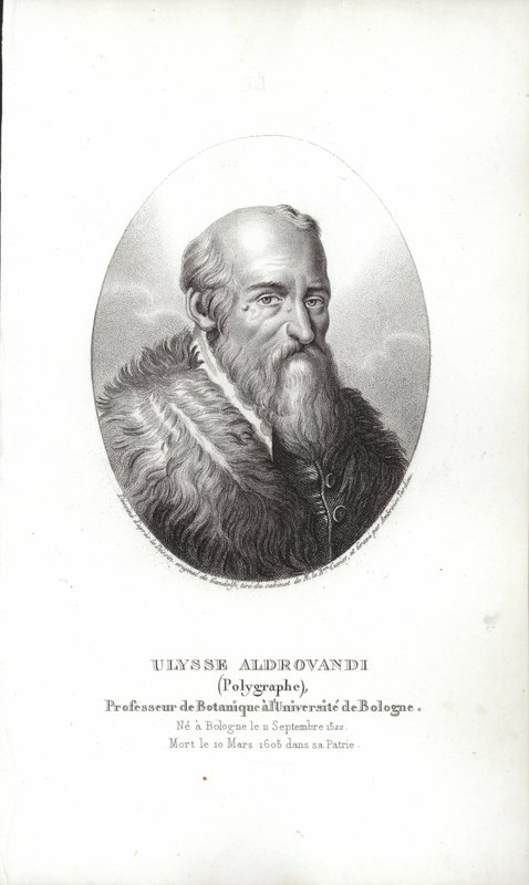 Ulisse Aldrovandi autorstwa Italian School