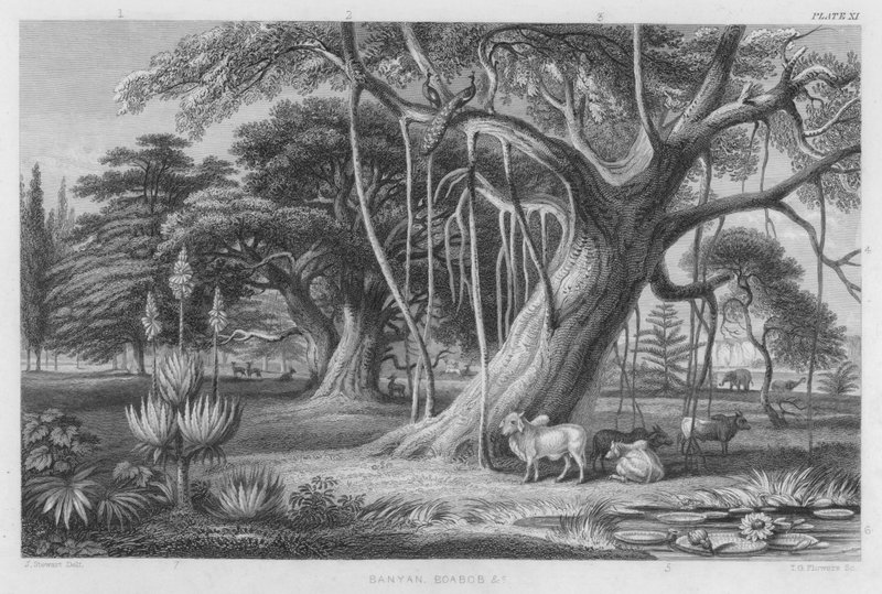 Banyan, Boabob itp (kolorowy grawerunek) autorstwa J. (after) Stewart