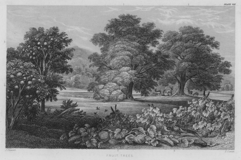 Drzewka owocowe (kolorowe grawerowanie) autorstwa J. (after) Stewart