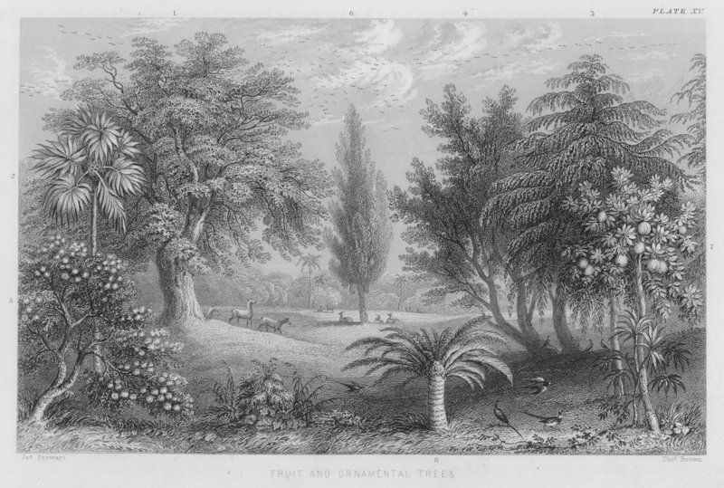 Drzewa Owocowe i Ozdobne (kolorowy grawerunek) autorstwa J. (after) Stewart