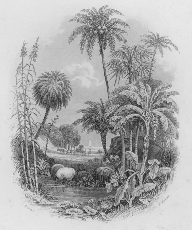 Królestwo warzyw (kolorowy grawerunek) autorstwa J. (after) Stewart