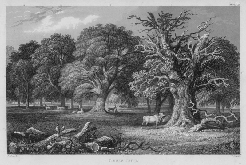 Drzewa drewniane (kolorowe grawerowanie) autorstwa J. (after) Stewart