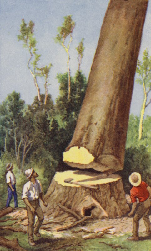Ścinka sosny kauri (kolor litho) autorstwa J. Macfarlane