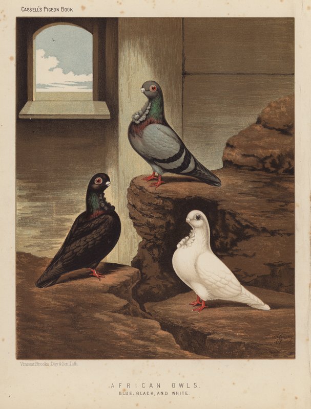 Gołębie: sowy afrykańskie, niebieskie, czarne i białe (kolor lito) autorstwa J. W. (after) Ludlow