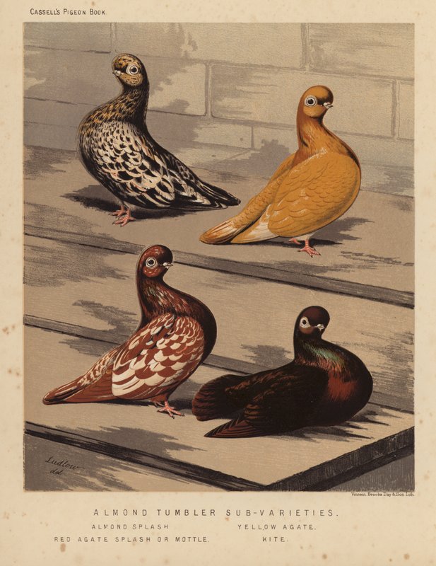 Gołębie: pododmiany migdałów, migdały, żółty agat, czerwony agat lub plama, latawiec (kolor litho) autorstwa J. W. (after) Ludlow