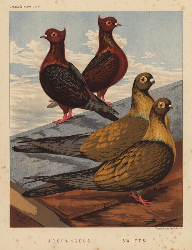 Gołębie: Archaniołowie; Jerzyki (kolor lito) autorstwa J. W. (after) Ludlow