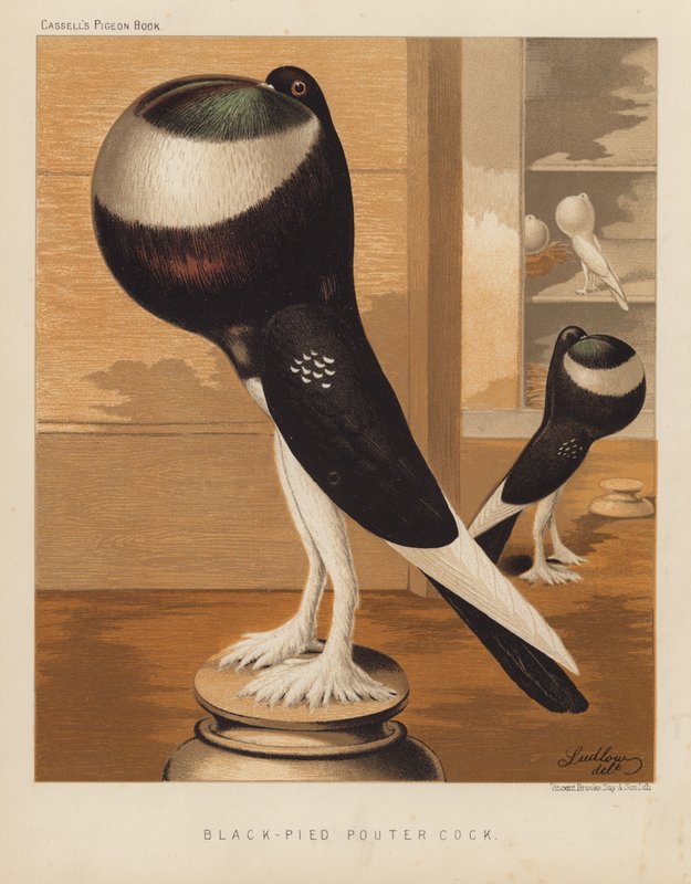 Gołębie: Kutas Pouter Fied (kolor lito) autorstwa J. W. (after) Ludlow