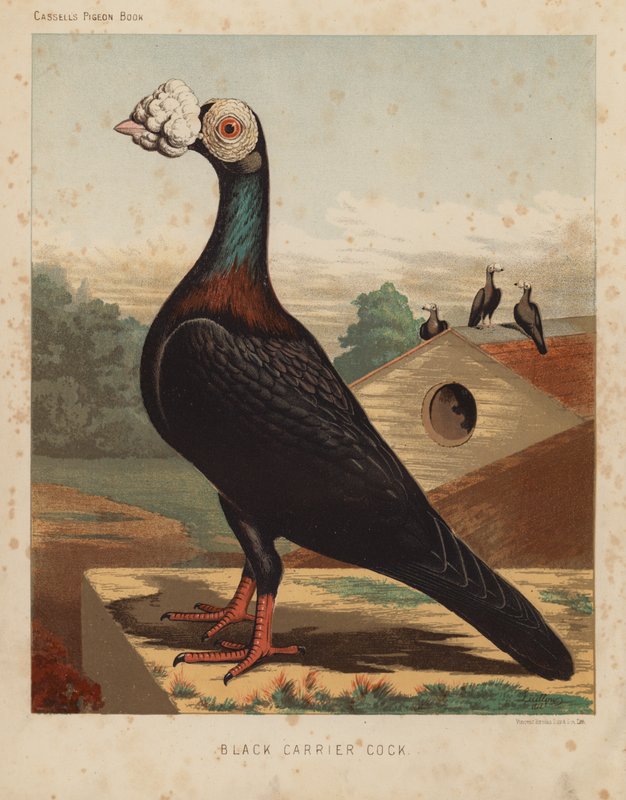 Gołębie: Black Carrier Cock (kolor lito) autorstwa J. W. (after) Ludlow