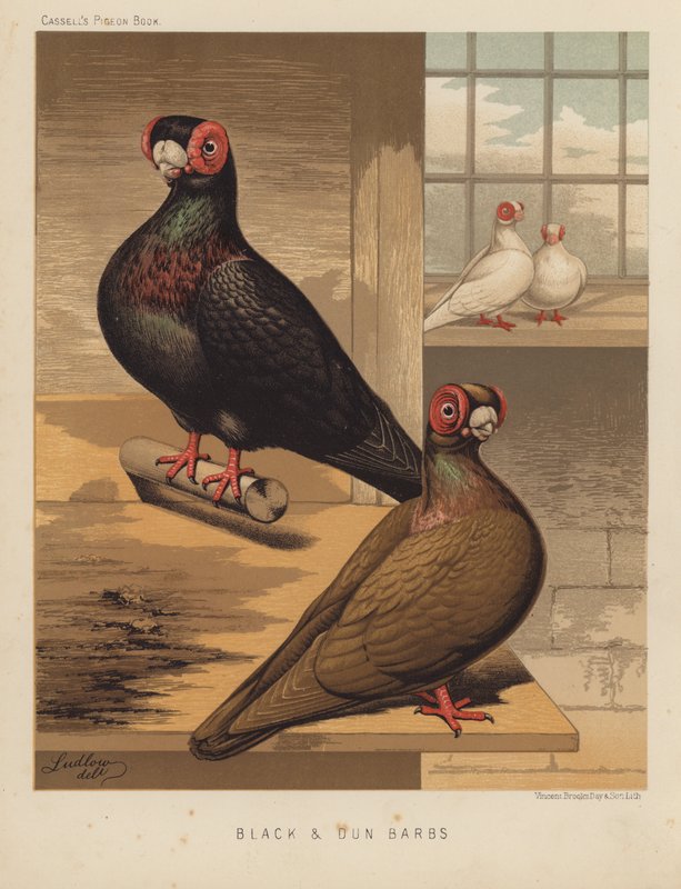 Gołębie: Black and Dun Barbs (kolor lito) autorstwa J. W. (after) Ludlow