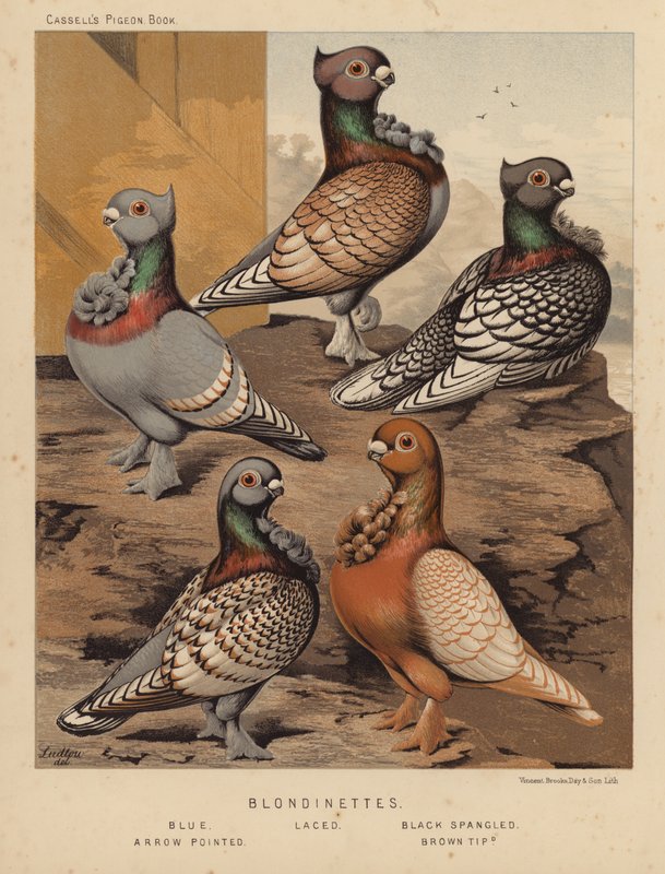 Gołębie: Blondynki, Niebieskie, Sznurowane, Czarne Spangled, Szpiczaste, Brązowe Końcówki (kolor lito) autorstwa J. W. (after) Ludlow