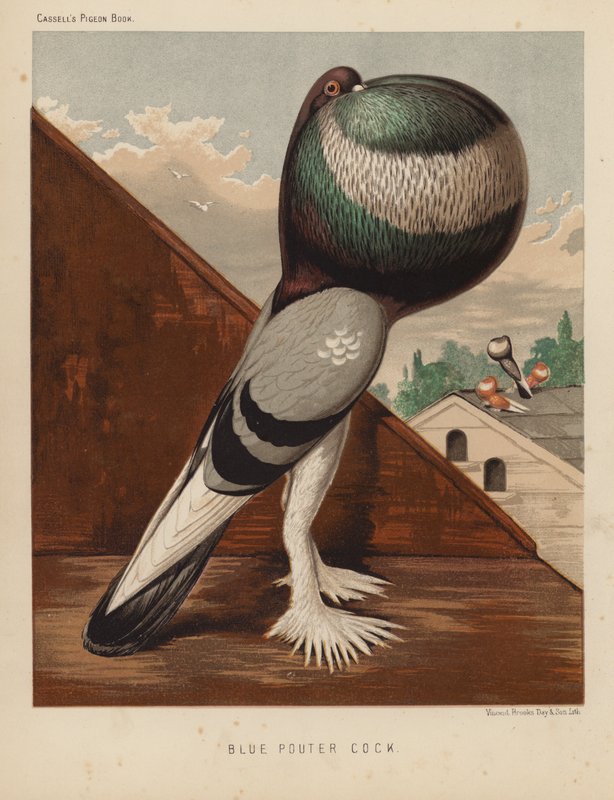 Gołębie: Blue Pouter Cock (kolor lito) autorstwa J. W. (after) Ludlow