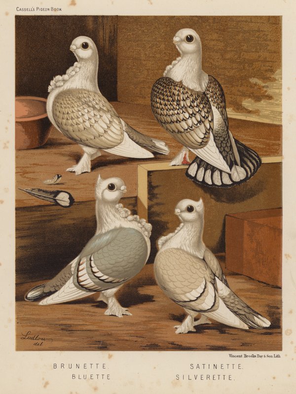 Gołębie: Brunetki; Satyna; Bluette; Silverette (kolor lito) autorstwa J. W. (after) Ludlow