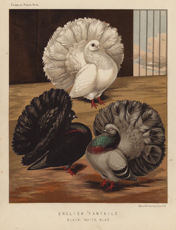 Gołębie: Fantails angielskie, czarne, białe, niebieskie (kolor lito) autorstwa J. W. (after) Ludlow