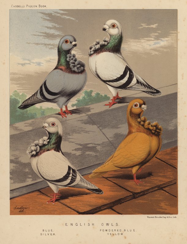 Gołębie: angielskie sowy, niebieskie, pudrowe niebieskie, srebrne, żółte (kolor lito) autorstwa J. W. (after) Ludlow