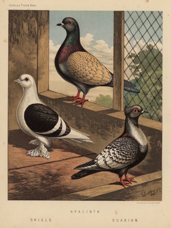 Gołębie: Hiacynt; Tarcza; szwabski (kolor lito) autorstwa J. W. (after) Ludlow