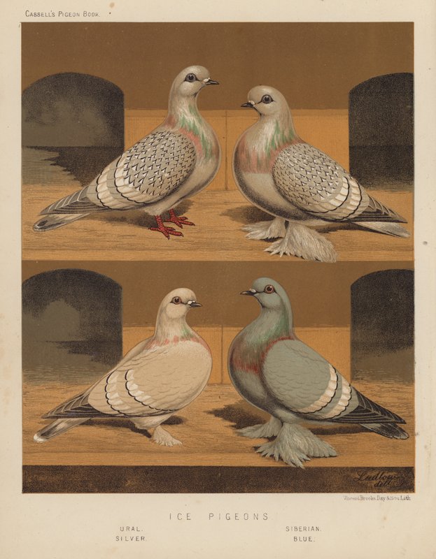 Gołębie: gołębie lodowe, uralskie, syberyjskie, srebrne, niebieskie (kolor lito) autorstwa J. W. (after) Ludlow