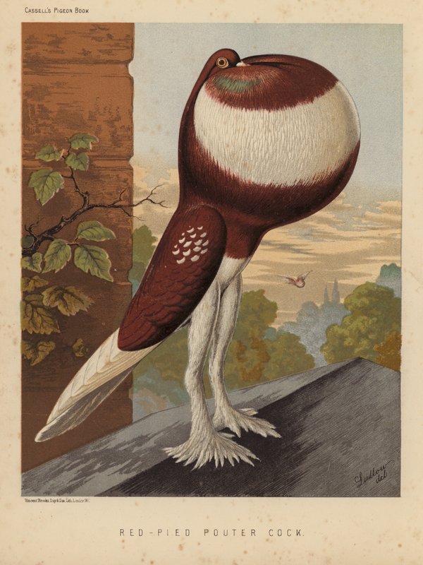 Gołębie: Kurczak poutecki (kolor lito) autorstwa J. W. (after) Ludlow