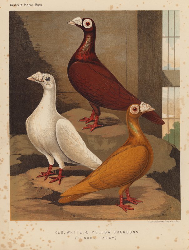 Gołębie: czerwone, białe i żółte dragoni, London Fancy (kolor lito) autorstwa J. W. (after) Ludlow