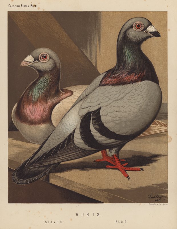 Gołębie: Runts, Silver, Blue (kolor lito) autorstwa J. W. (after) Ludlow