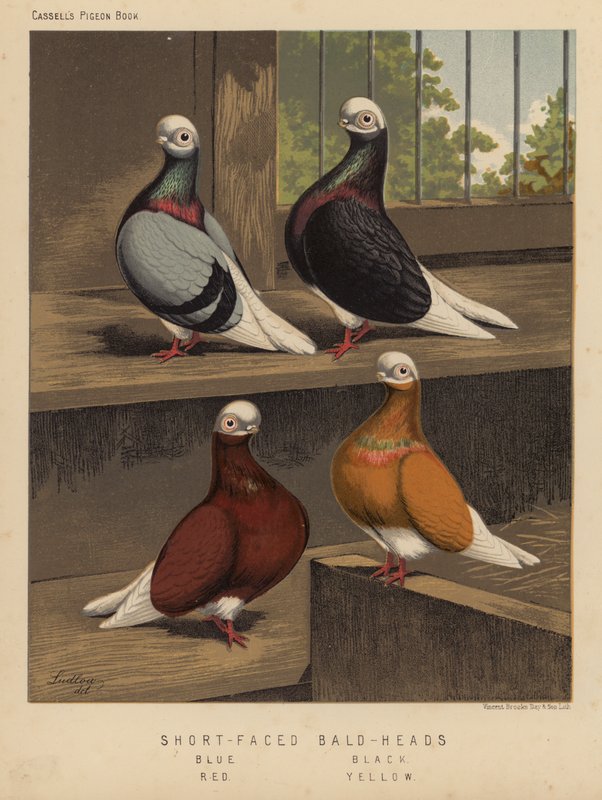 Gołębie: Łyse głowy z krótkimi twarzami, niebieskie, czarne, czerwone, żółte (kolor lito) autorstwa J. W. (after) Ludlow