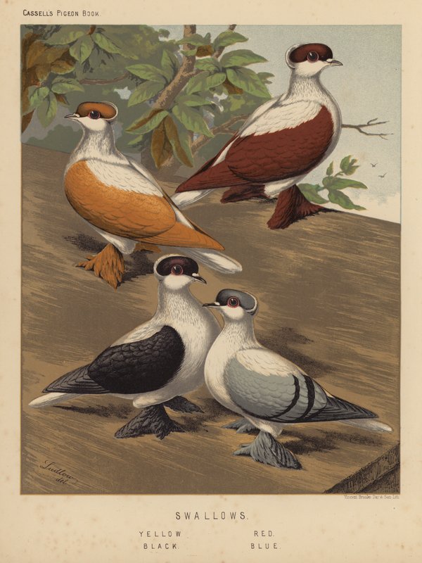 Gołębie: Jaskółki, Żółty, Czerwony, Czarny, Niebieski (kolor lito) autorstwa J. W. (after) Ludlow