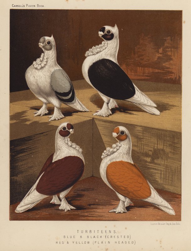 Gołębie: Turbiteny, Niebieskie i Czarne, Czubate, Czerwone i Żółte, Gładkie Głowy (kolor lito) autorstwa J. W. (after) Ludlow