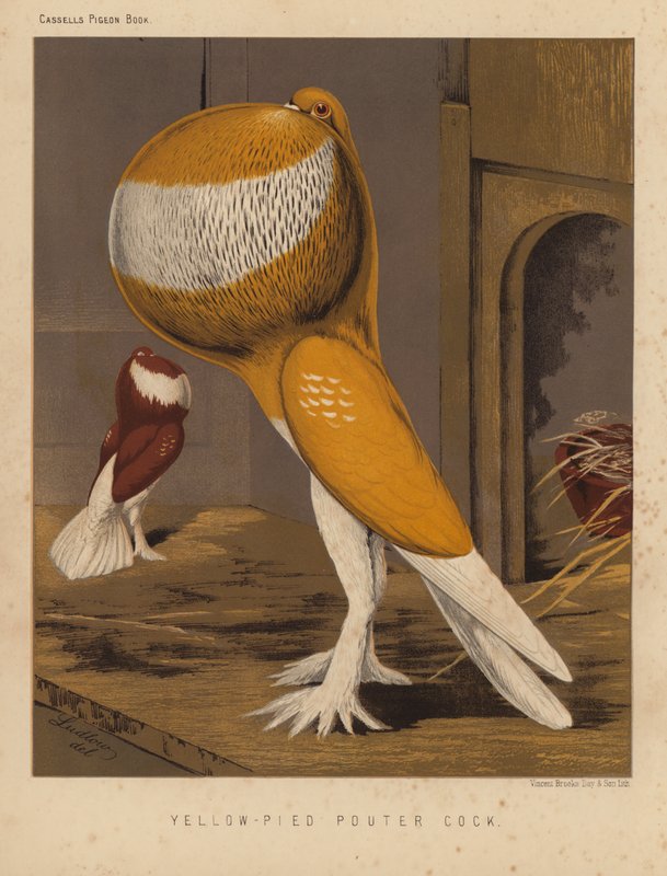 Gołębie: żółto-pied pouter cock (kolor lito) autorstwa J. W. (after) Ludlow
