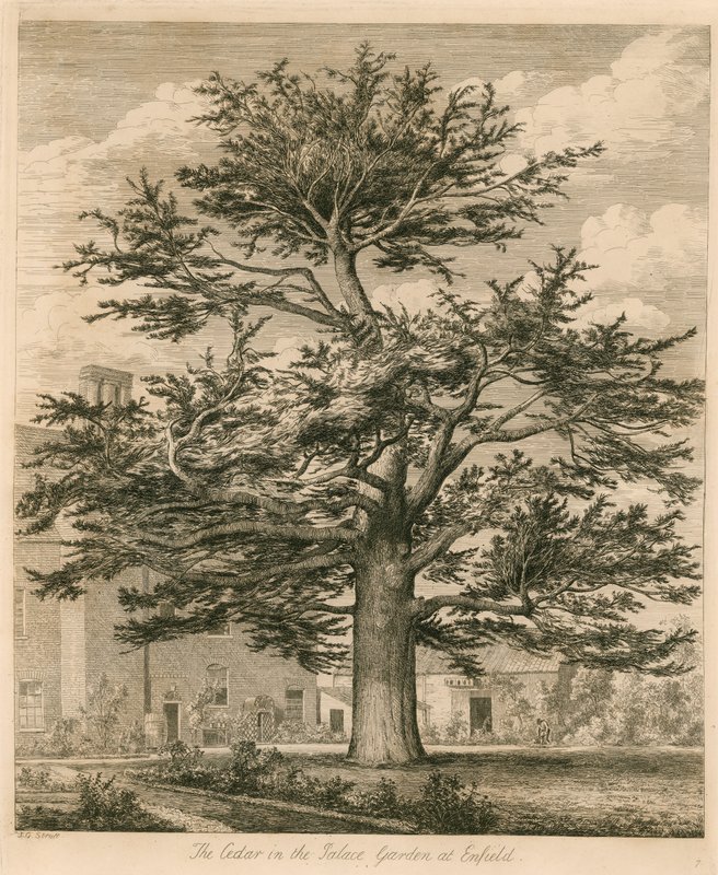 Cedr w ogrodzie pałacowym w Enfield, Middlesex autorstwa Jacob George Strutt