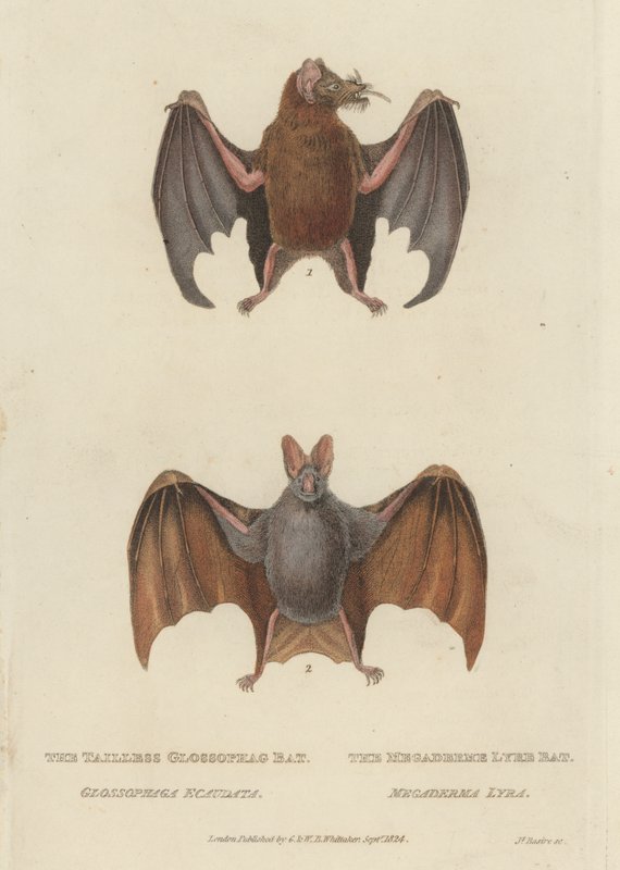 Nietoperz glossophag bezogonowy i nietoperz Megaderme Lyre (kolorowy grawerunek) autorstwa James (after) Basire