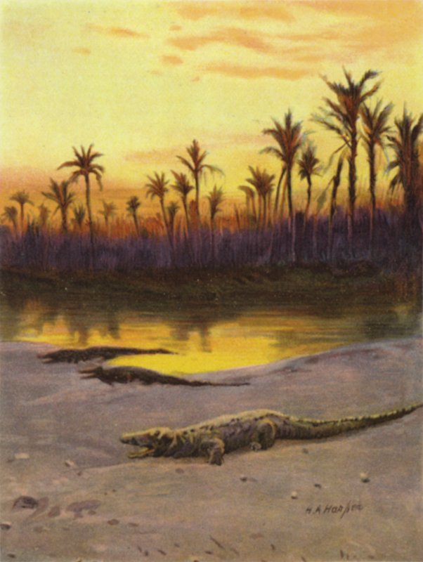 Krokodyl (zachód słońca) na brzegu Górnego Nilu (kolor lito) autorstwa James (after) Clark