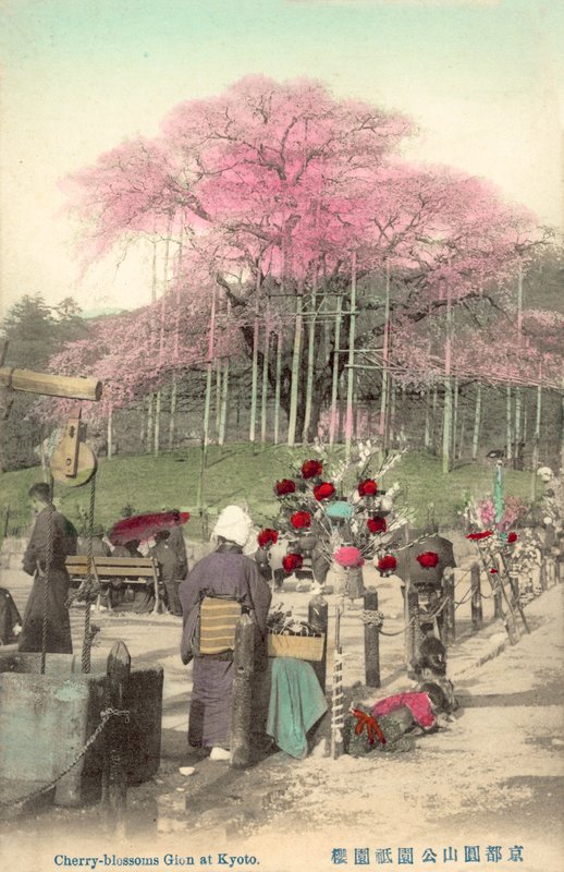 Kwiaty Wiśni, Gion, Kioto, Japonia autorstwa Japanese Photographer
