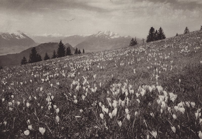 Rigi Kaltbad, Frühling (czarno-białe zdjęcie) autorstwa Jean Gaberell