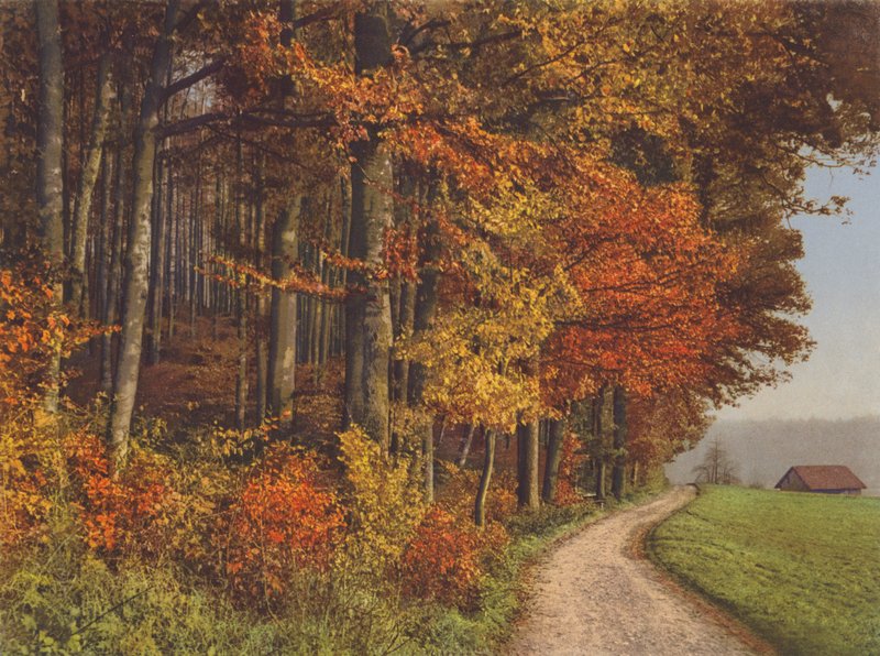 Szwajcaria: Autumn Woods (kolorowe zdjęcie) autorstwa Jean Gaberell
