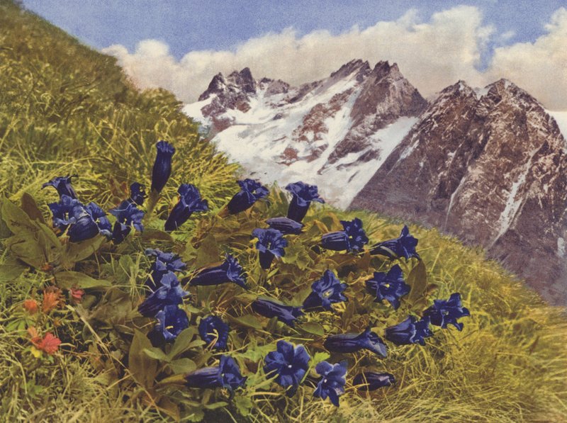 Szwajcaria: Gentian (kolorowe zdjęcie) autorstwa Jean Gaberell