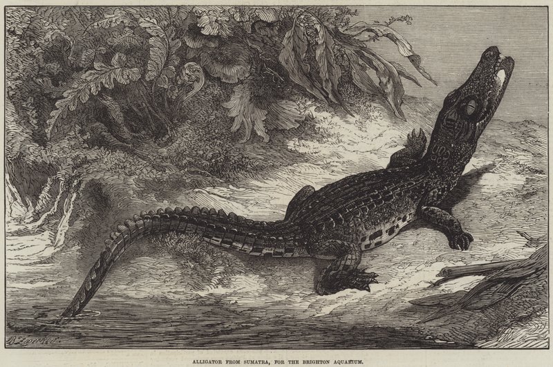 Aligator z Sumatry, do akwarium w Brighton autorstwa Johann Baptist Zwecker