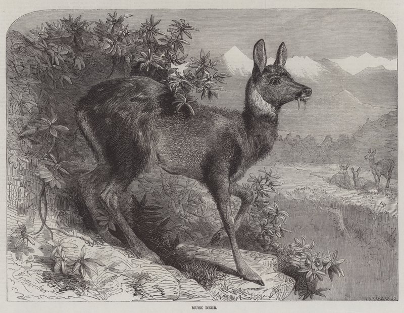 Piżmowcowate autorstwa Johann Baptist Zwecker