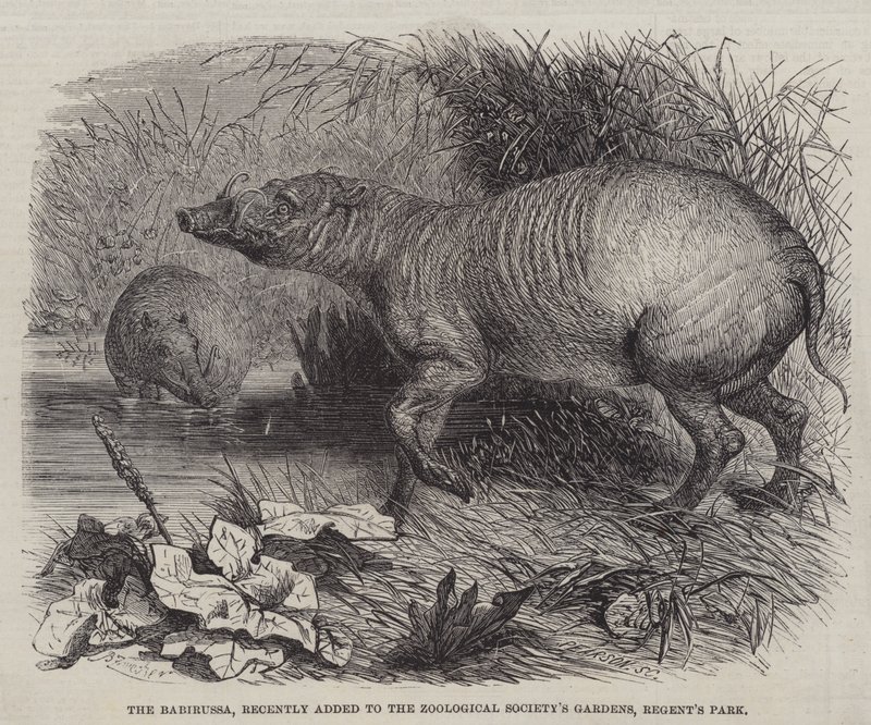 Babirussa, niedawno dodany do Ogrodów Towarzystwa Zoologicznego, Regent