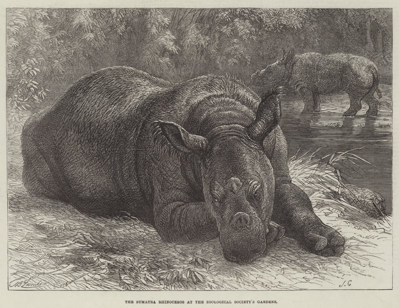 Nosorożec sumatrzański w ogrodach Towarzystwa Zoologicznego autorstwa Johann Baptist Zwecker
